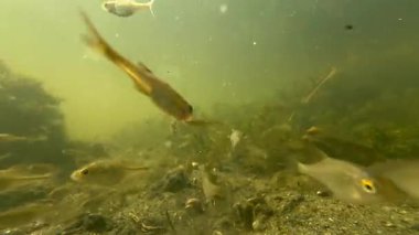 Tatlı su balığı sürüsü hızlı sarı su akışının arasında, hızlı dağ nehrinde hızla suyun altında yüzer. Vahşi sualtı dünyası
