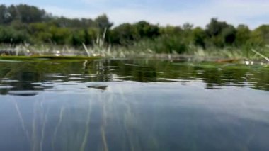 Dağ nehrinin pürüzsüz yüzeyi ile altında yavaşça hareket eden algler arasındaki zıtlık. Dağ nehrinin sualtı yaşamı