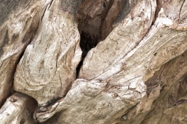 Eski portre ahşap doku akşam göstermek için.