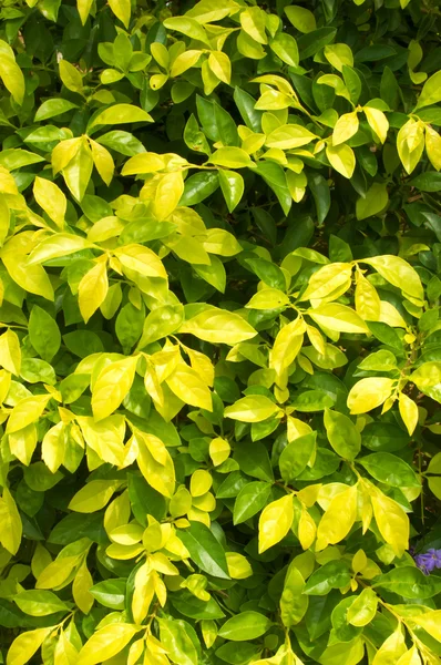 arka plan açık bahçe yeşil ve sarı yaprağına.