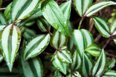 Sabah yaprak yeşil arka plan