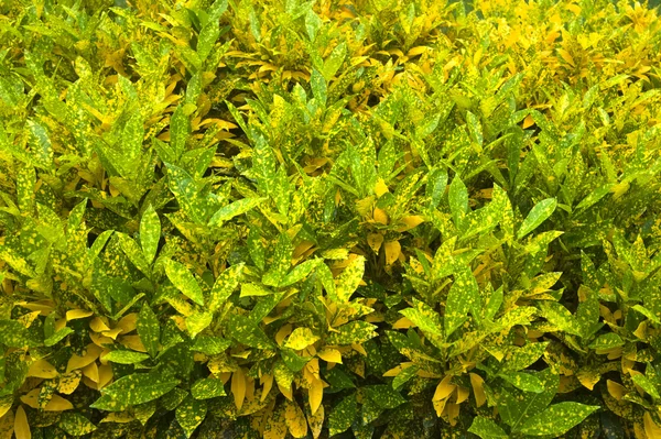 Fondo de hoja verde por la mañana — Foto de Stock