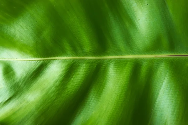 Fondo de hoja verde por la mañana — Foto de Stock