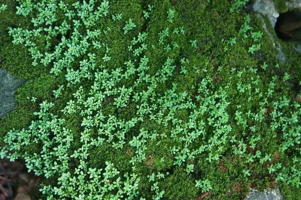 Grönt blad bakgrund på morgonen — Stockfoto