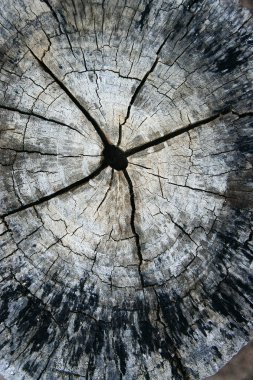 ahşap doku göstermek için