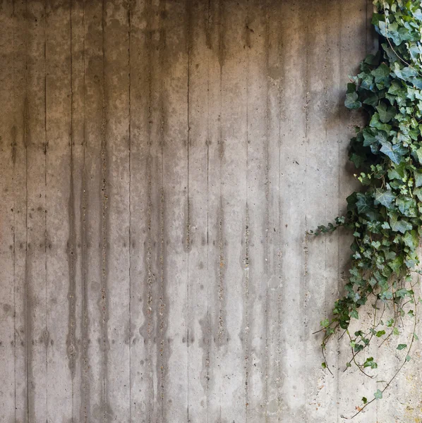 Grüner Efeu auf Betonmauer — Stockfoto