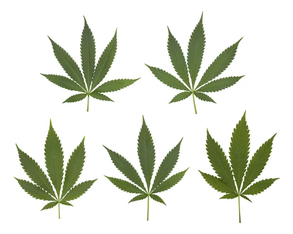 Set van cannabis bladeren set — Stockfoto