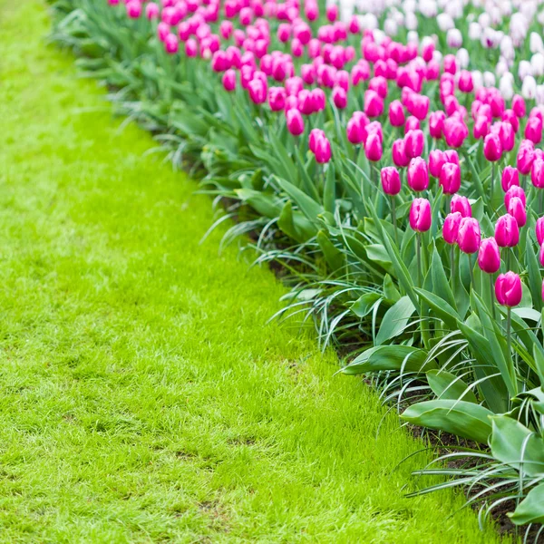 Pink tulips and grass — Stock Photo, Image