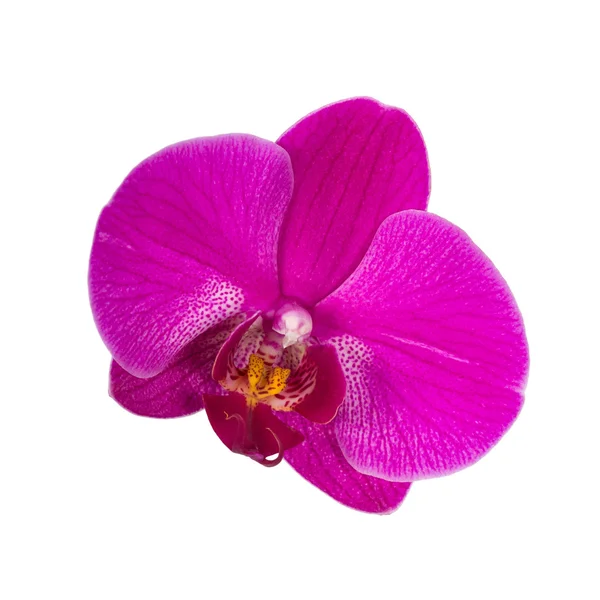 Orchidej květina na bílém pozadí — Stock fotografie