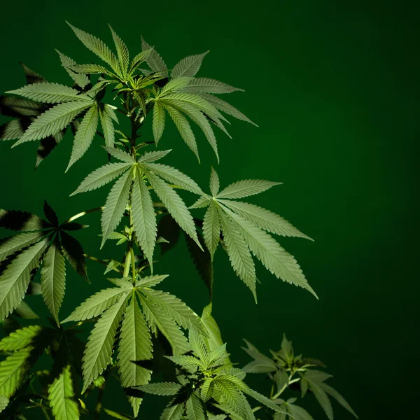 Marijuana plant background — Stock Photo, Image