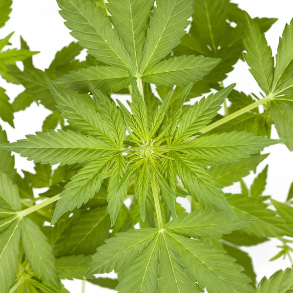 Marijuana plant isolated — Stock Photo, Image