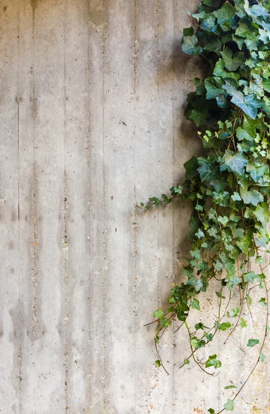 Lierre vert sur mur de béton — Photo