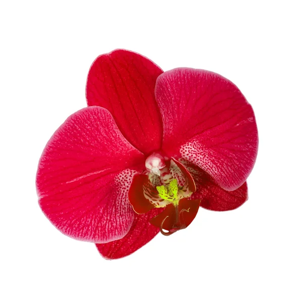 Červený květ orchideje — Stock fotografie