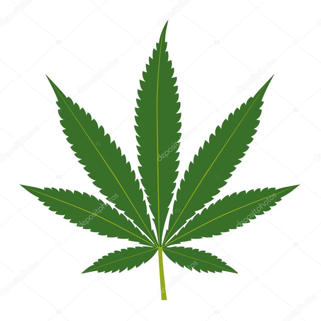 Green cannabis leaf isolated on white background