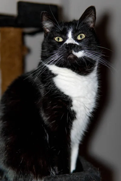 Czarny Biały Kot Patrząc Jego Zielone Oczy — Zdjęcie stockowe
