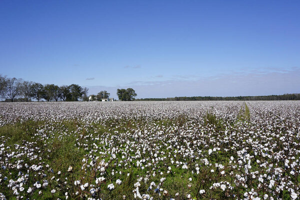 Field of cotton under a blue sky