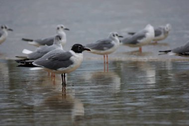 Kış tüyleriyle birlikte olgun bir Laughing Gull (Leucophaeus atricillain) üzerine seçici odaklanma