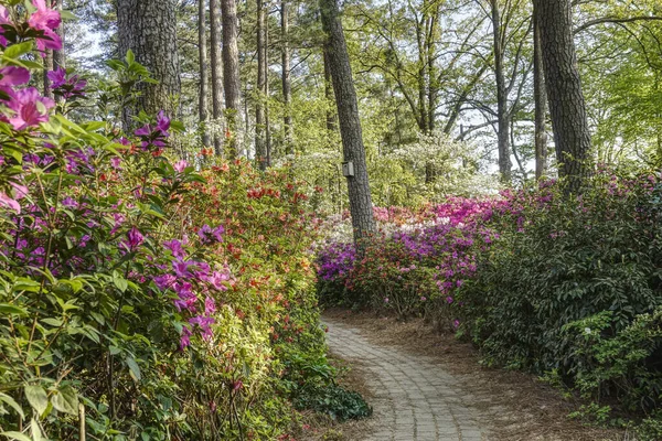 Azaleas floreciendo a lo largo del sendero — Foto de Stock