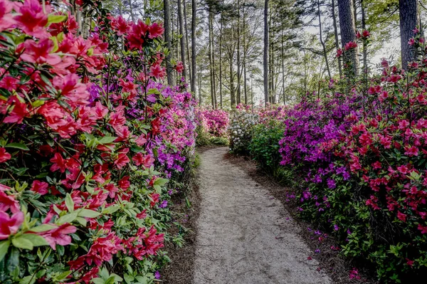 Camino a través de un jardín de azalea en flor — Foto de Stock