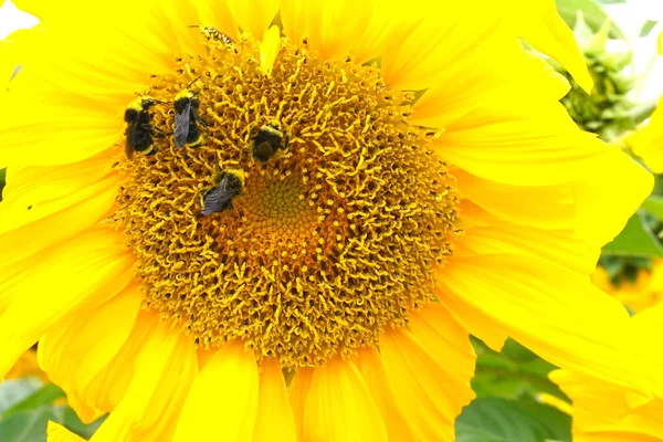 꿀벌 이해바라기에 꽃가루를 모은다 — 스톡 사진