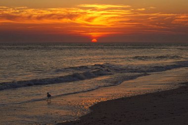 Shore Bird, Güney Carolina 'da gün batımında sahilde