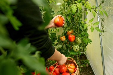 Serada domates bitki toplama el