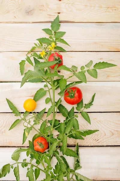 Decoratieve tomaten tree op lichte houten achtergrond — Stockfoto