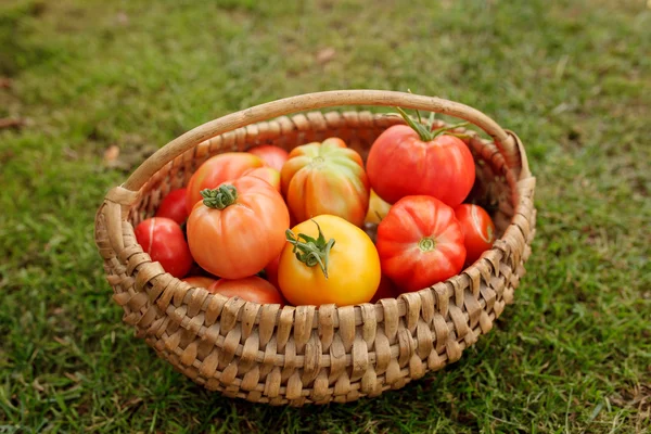 Rijpe tomaten in een mandje op gras achtergrond — Stockfoto