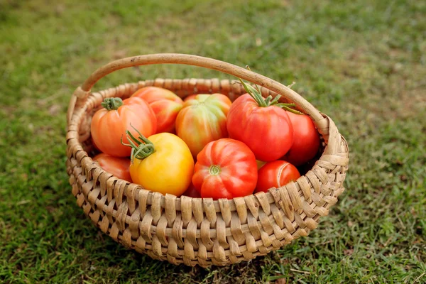 Rijpe tomaten in een mandje op gras achtergrond — Stockfoto