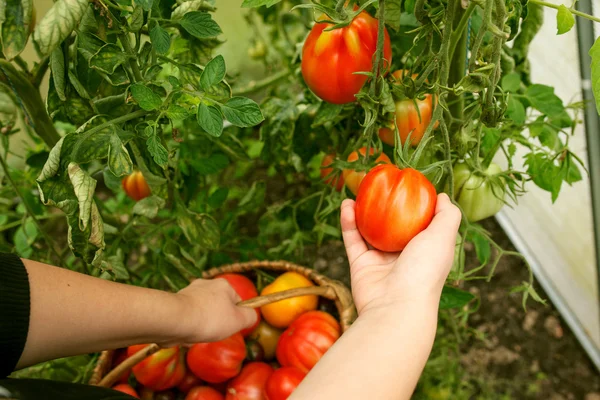 Hand plocka tomater från anläggningen i växthus — Stockfoto