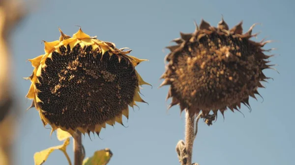 The dry field of sunflower. Dried sunflower field. Harvest sunflower seeds in autumn. The ripe sunflower field affected by drought. Harvest time.