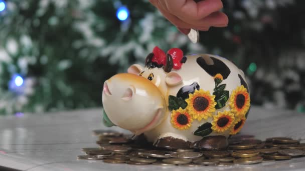 Disznó banki tehén. Karácsonykor. 2021 új éve. A bika éve. Fogantatás. Pénzt takarít meg, mint életforma. Közelről. — Stock videók