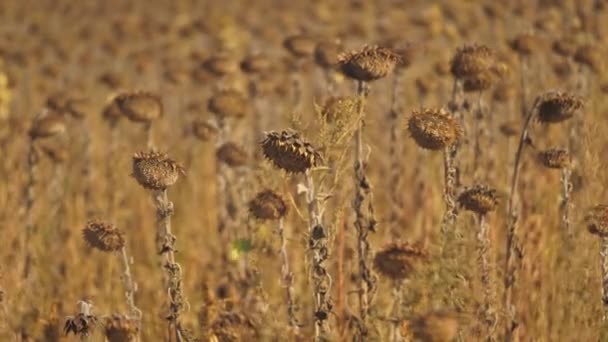 건조 한 해바라기 밭. 말린 해바라기 밭. 가을에 해바라기씨를 거둬 들인다. 가뭄으로 영향을 받는 잘 익은 해바라기 밭. 수확 할 시간. — 비디오
