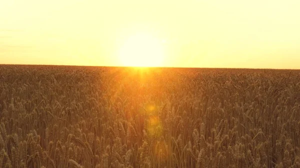 黄色いスパイクが風に揺れる。空に対する熟したシリアル収穫。小麦のフィールド上の田舎で雲と美しい空。夕日の黄金の光線で牧歌的な自然の中で小麦の巨大な黄色のフィールド — ストック写真