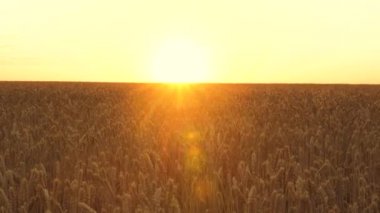 Sarı dikenler rüzgarda sallanıyor. Gökyüzüne karşı olgun tahıl hasadı. Kırsalda buğday tarlasının üzerinde bulutlar olan güzel bir gökyüzü. Büyük sarı bir buğday tarlası. Gün batımının altın ışıklarıyla.