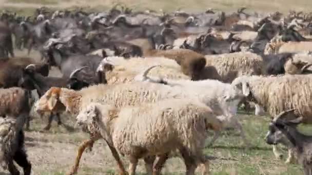 En flock getter och får springer över fältet och samlar damm. Ull och ner av husdjur. Uppfödning av nötkreatur — Stockvideo