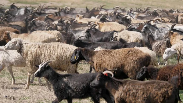Uma manada de cabras e ovelhas está correndo pelo campo, levantando poeira. Lã e para baixo de animais de estimação. Criação de bovinos — Fotografia de Stock
