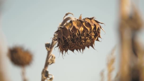 Le champ sec de tournesol. Champ de tournesol séché. Récoltez les graines de tournesol en automne. Le champ de tournesol mûr affecté par la sécheresse. Temps de récolte. — Video