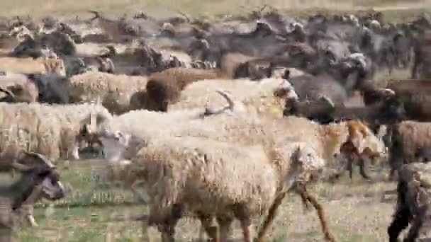 En flock getter och får springer över fältet och samlar damm. Ull och ner av husdjur. Uppfödning av nötkreatur — Stockvideo