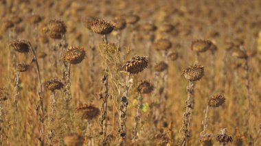 Ayçiçeğinin kuru tarlası. Kurumuş ayçiçeği tarlası. Sonbaharda ayçekirdeği hasat et. Kuraklıktan etkilenen olgun ayçiçeği tarlası. Hasat zamanı.