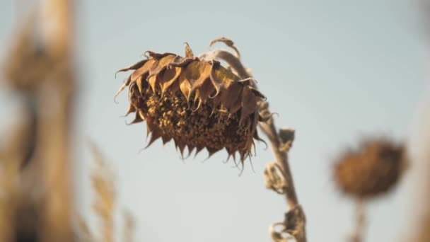 El campo seco del girasol. Campo de girasol seco. Cosecha semillas de girasol en otoño. El campo de girasol maduro afectado por la sequía. Tiempo de cosecha. — Vídeo de stock