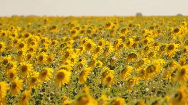 Słonecznik na polu przeciw błękitnemu niebu. Młode kwitnące ziemie. Oleje roślinne w żółtym kwiatku — Wideo stockowe