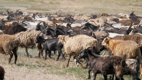 Uma manada de cabras e ovelhas está correndo pelo campo, levantando poeira. Lã e para baixo de animais de estimação. Criação de bovinos — Fotografia de Stock