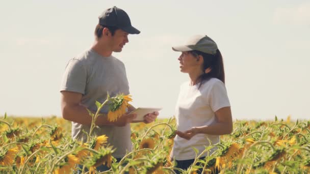 Granjero hombre y mujer con portátil estrechan las manos en un campo de girasol en flor. concepto de agronegocio. hombre de negocios y agrónomo están trabajando en el campo, evaluando la cosecha de semillas. Trabajo en equipo — Vídeo de stock