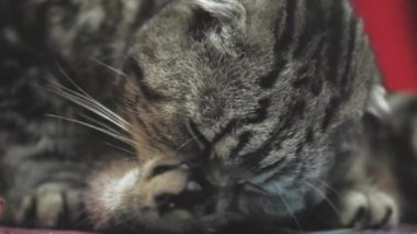 Gri tekir kedi yüzünü yıkar. Temiz bir kedi pençesini diliyle yıkar. Güzel bir evcil hayvan. En sevdiği hayvan. Hijyenik prosedürler. Viski katlama. Safkan mı? Asılı kulaklar
