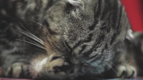 Ο γκρίζος γάτος πλένει το πρόσωπό του. Μια καθαρή γάτα πλένει το πόδι της με τη γλώσσα της. Ένα όμορφο κατοικίδιο. Αγαπημένο ζώο. Υγιεινές διαδικασίες. Διπλώστε ουίσκι. Καθαρόαιμο. Κρεμασμένα αυτιά — Αρχείο Βίντεο