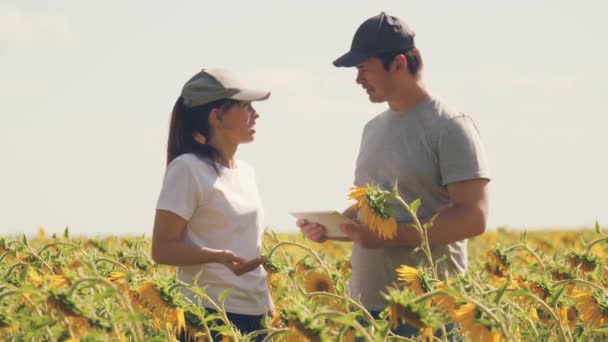 Man and woman on the field with sunflowers. Working agronomists with a tablet in their hands discuss the progress of the work. Farmers on flower plantings. — Stock Video