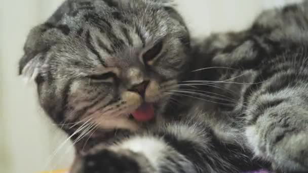 A szürke cica megmossa az arcát. Egy tiszta macska megmossa a mancsát a nyelvével. Egy gyönyörű kisállat. Kedvenc állat. Higiénikus eljárások. Scotch Fold-ot. Alaposan átneveltek. Akasztófül — Stock videók
