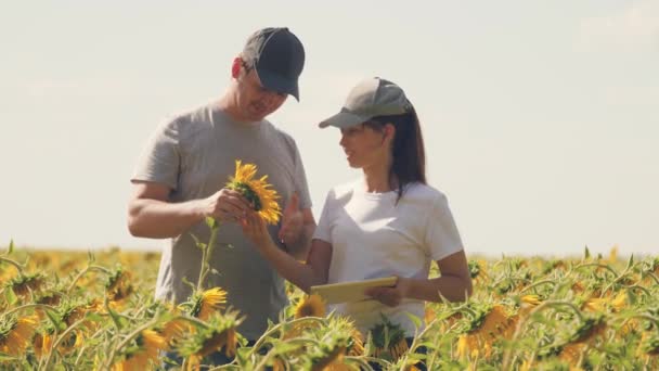 Sahada ayçiçekleri olan bir adam ve kadın. Ellerinde tabletle çalışan tarım uzmanları işin gidişatını tartışıyor. Çiçek eken çiftçiler. — Stok video