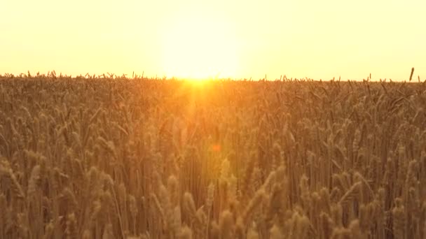 노란 스파이크가 바람에 흔들 린다. 하늘을 배경으로 한 잘 익은 곡식 수확. 아름다운 하늘 과 시골에 있는 구름 이 밀밭을 덮고 있다. 목가적 인 특성을 띤, 황금빛 햇살을 받는 거대 한 노란색밀 밭 — 비디오
